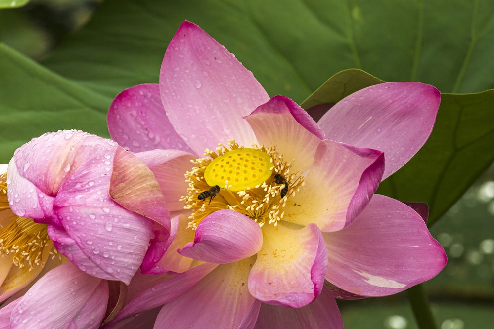 Photograph by Sergey Tsubanov