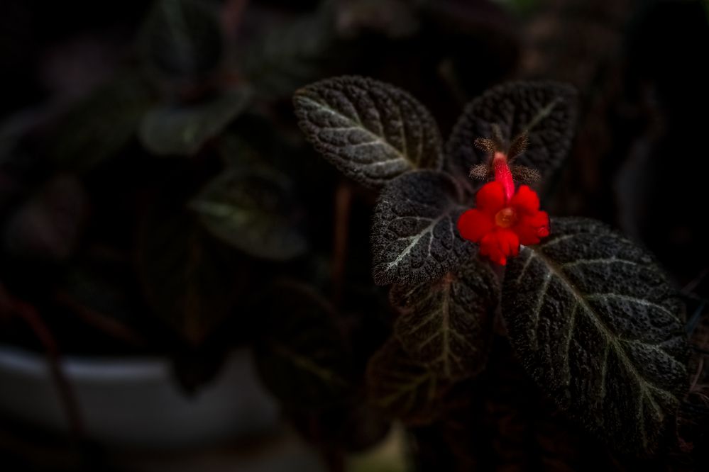 Photograph by Titis Brotosudarmo