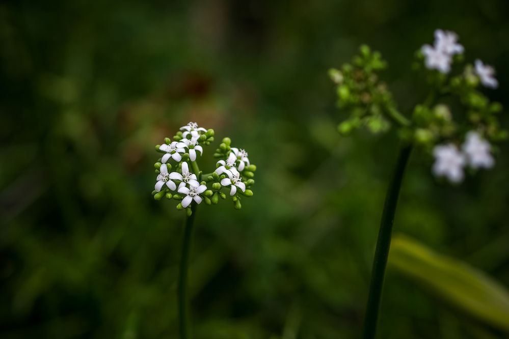 Photograph by Titis Brotosudarmo