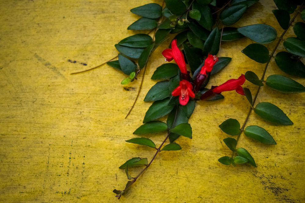 Photograph by Titis Brotosudarmo