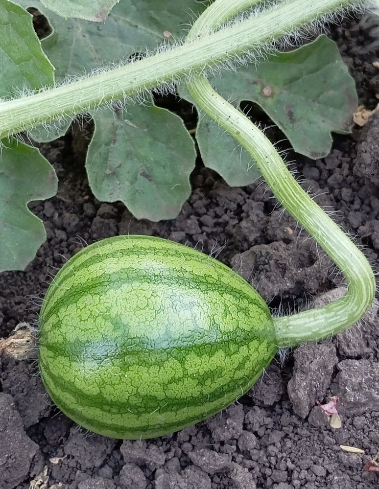 Photograph by Елена Коробченко