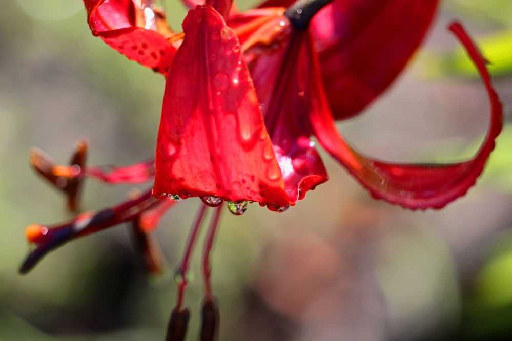 Photograph by Галина Мазур