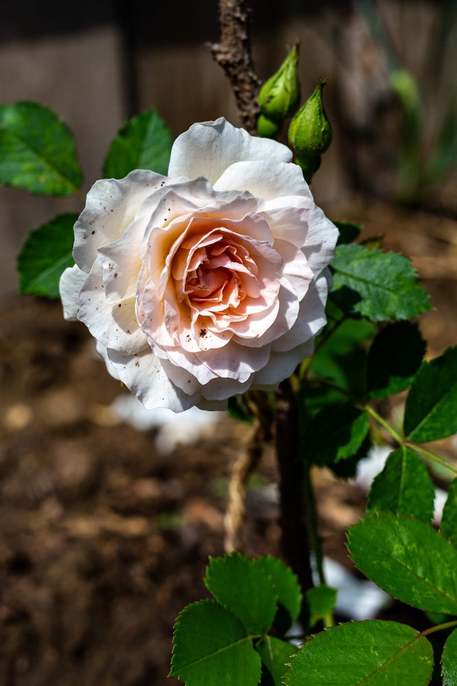 Photograph by Оксана Ланских