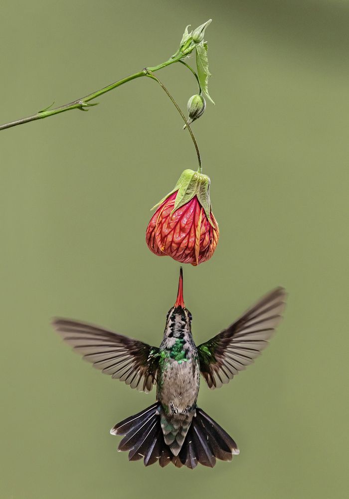 Photograph by Mario Fiorucci