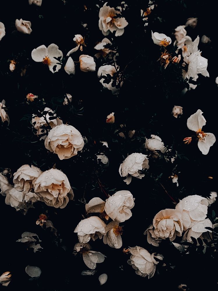 Садовая роза