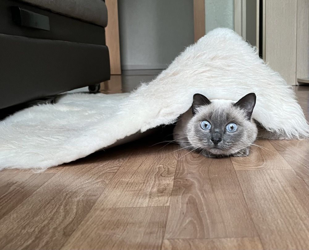 Фотография автора Наталья Пасечко