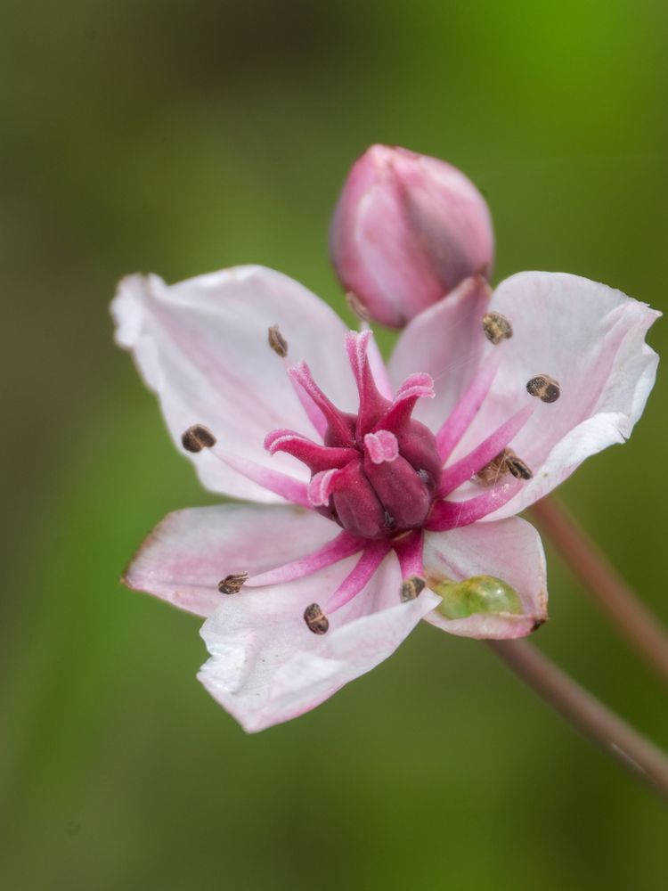Photograph by Ирина Дегтярева