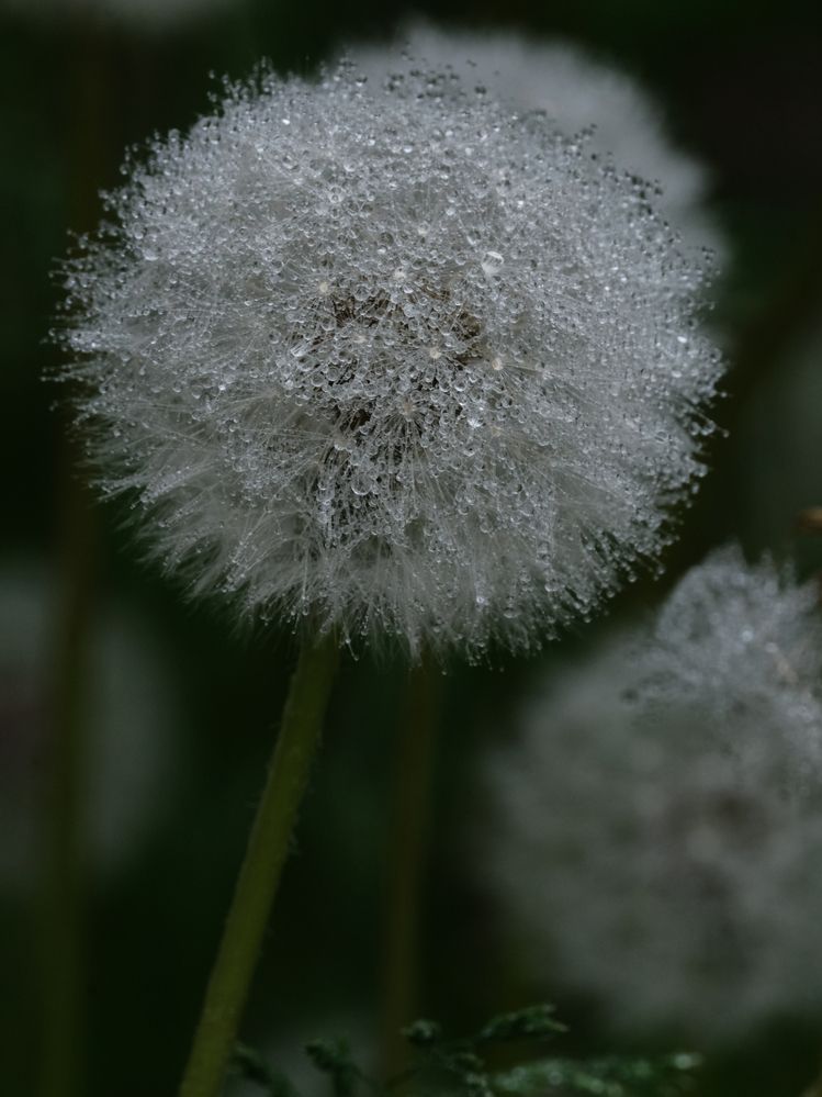 Photograph by Ирина Дегтярева