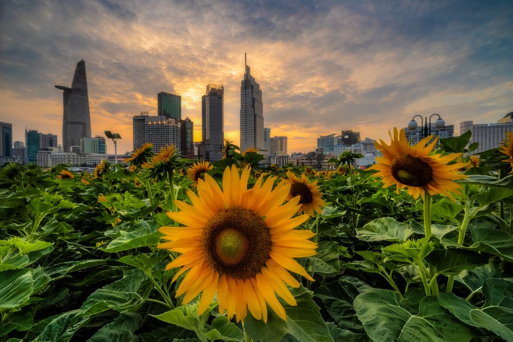 Photograph by Lê Huy Anh