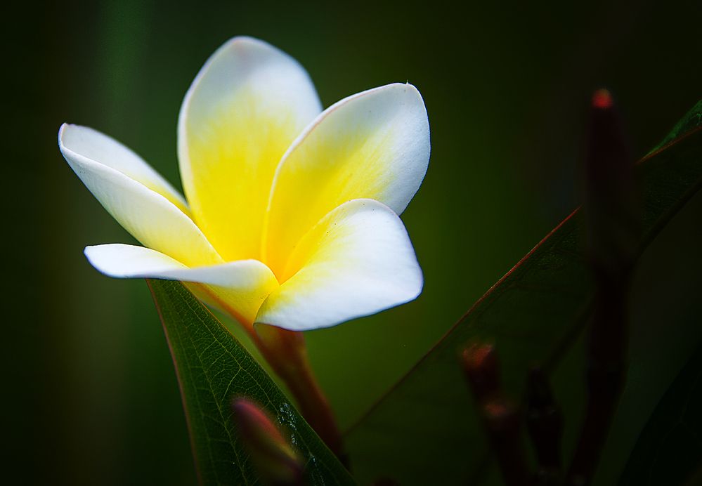 Photograph by Александр Шипиленко