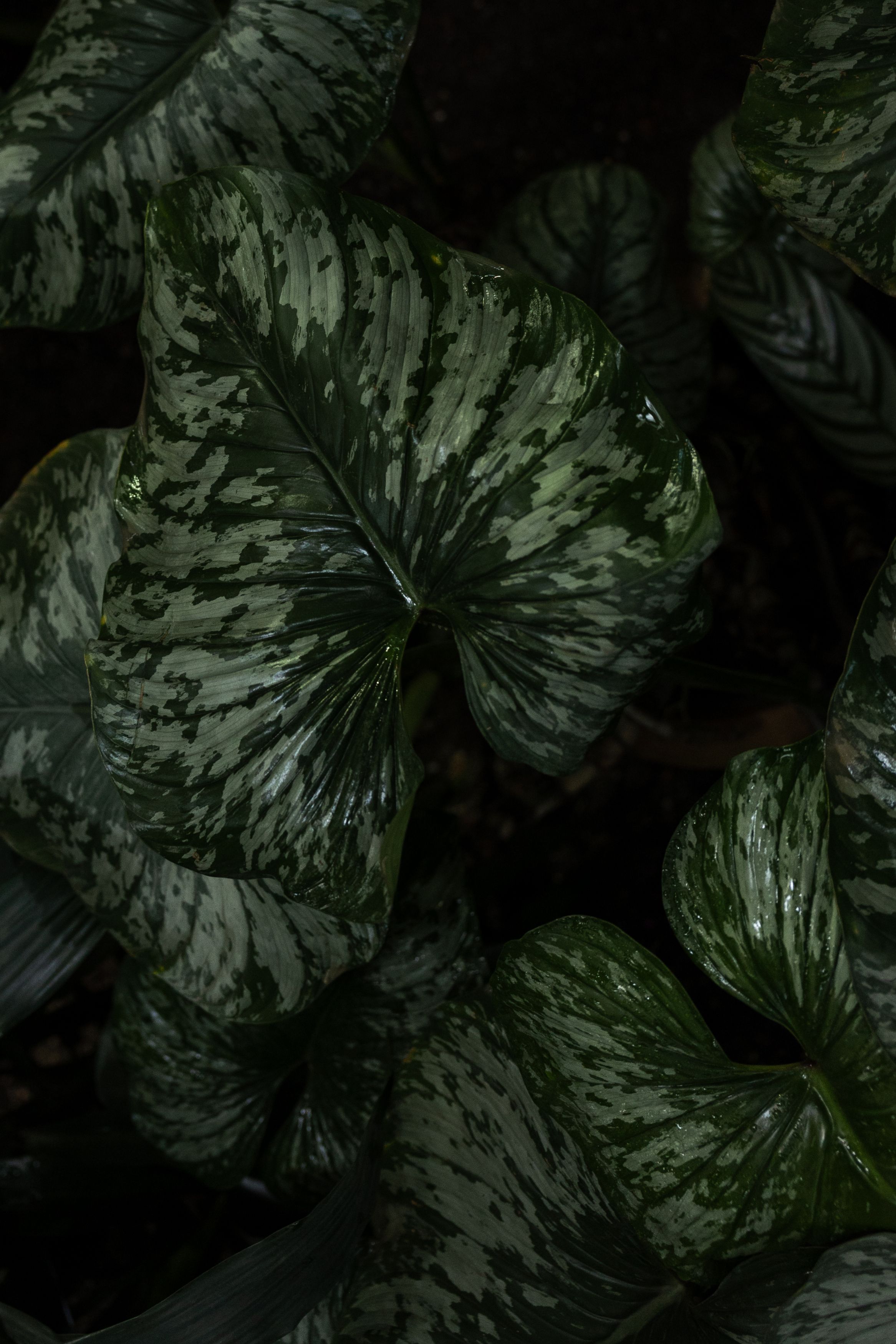 Photograph by Юлия Шевцова