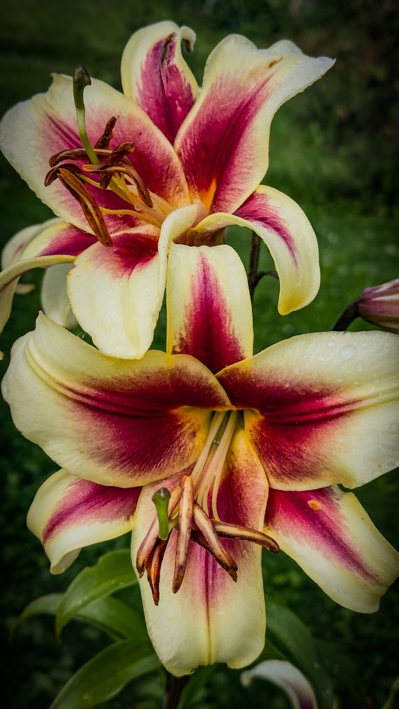 Photograph by Ekaterina Slepneva