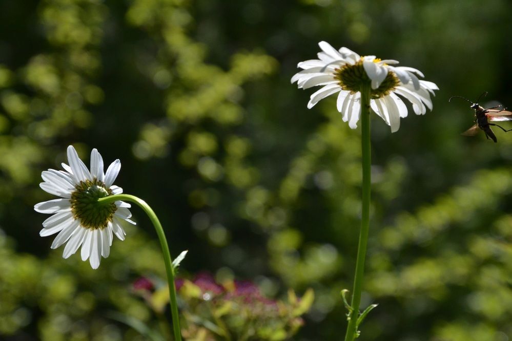 Фотография автора Анатолий Борисенко