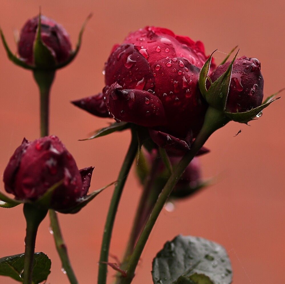 Photograph by Елена Одынец