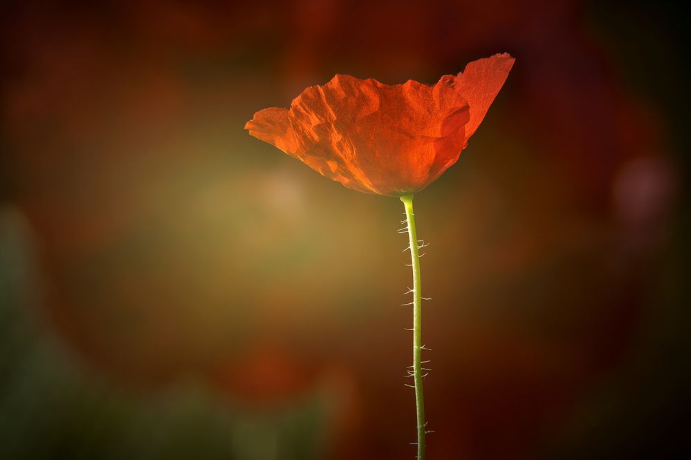 Photograph by Boris Bekelman