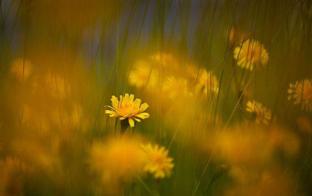 Photograph by Boris Bekelman