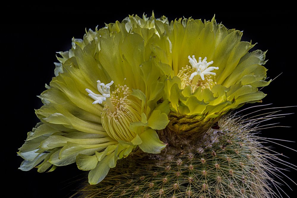 Фотография автора Marina Martorelli