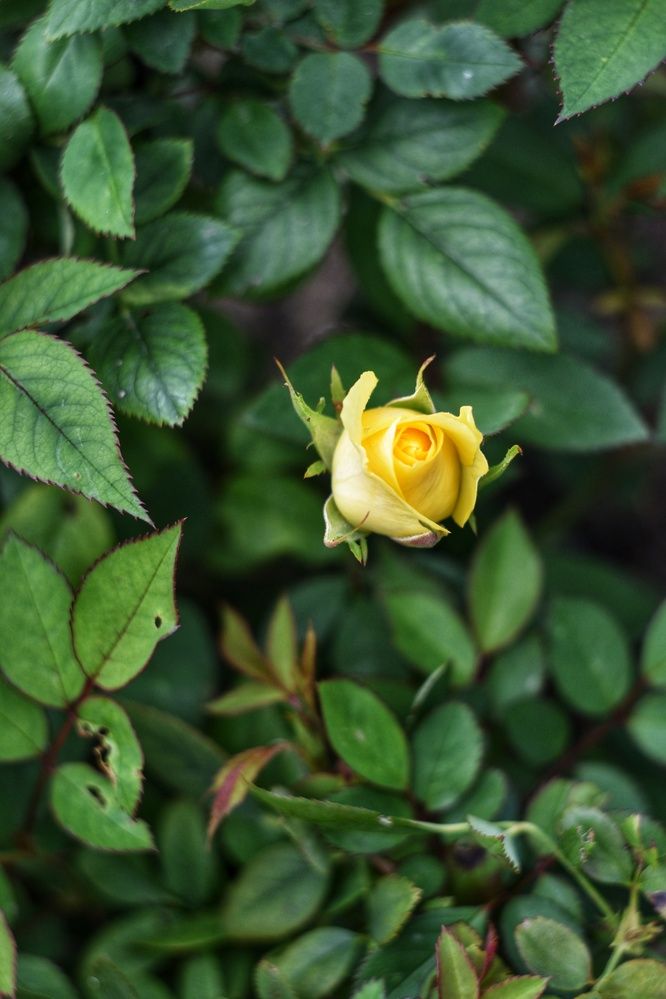 Фотография автора Анастасия Руднева