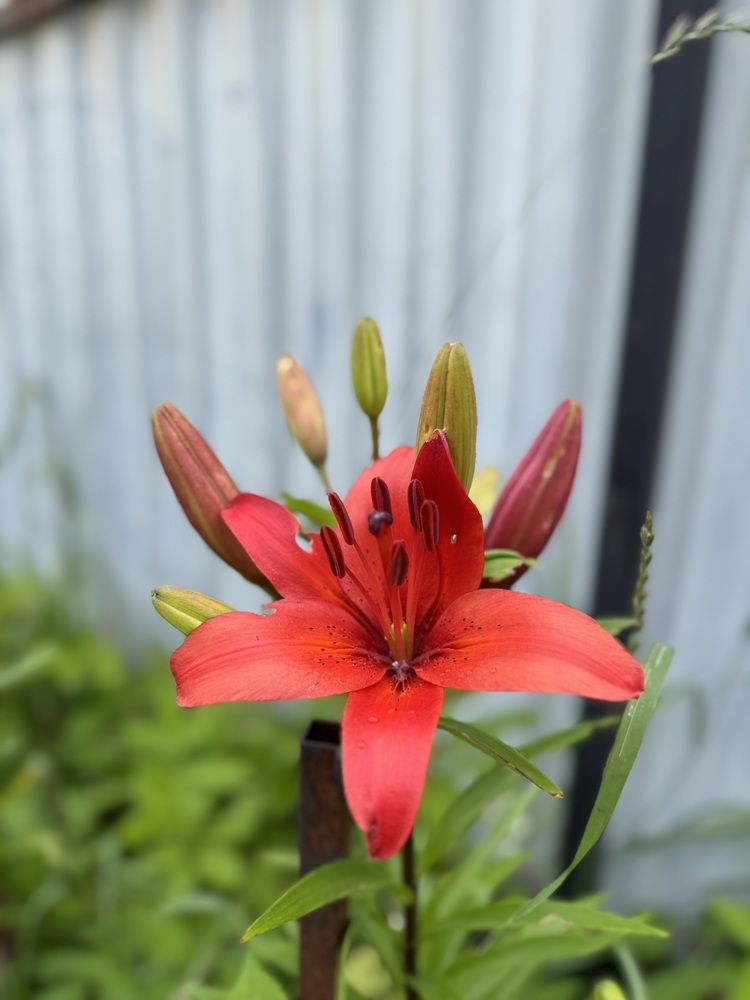 Photograph by София Лысова