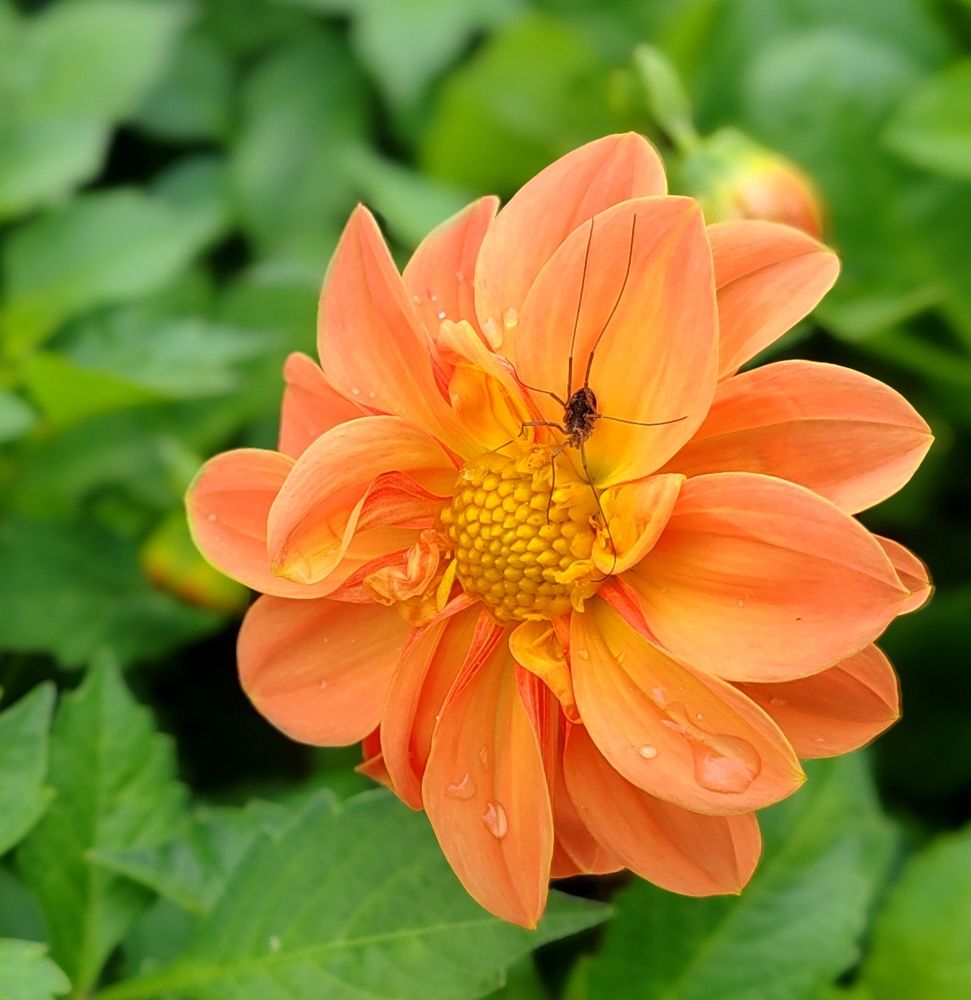 Photograph by Алёна Гильмуллина