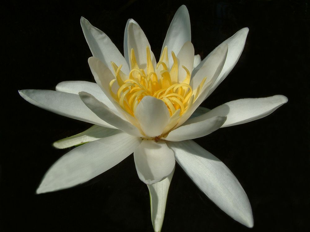 Water lily flower
