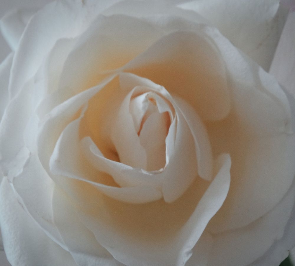 Photograph by Ирина Половцева