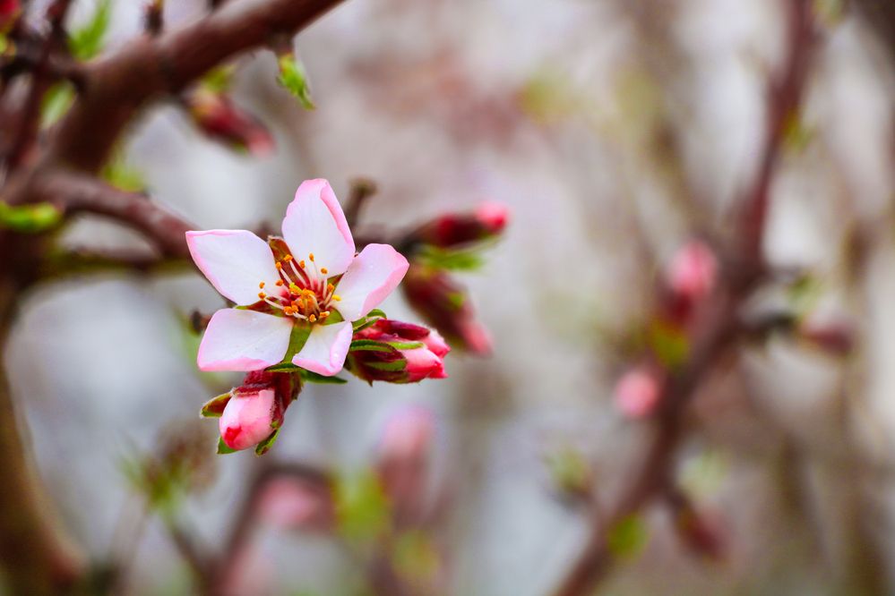 Photograph by Hamid espanani