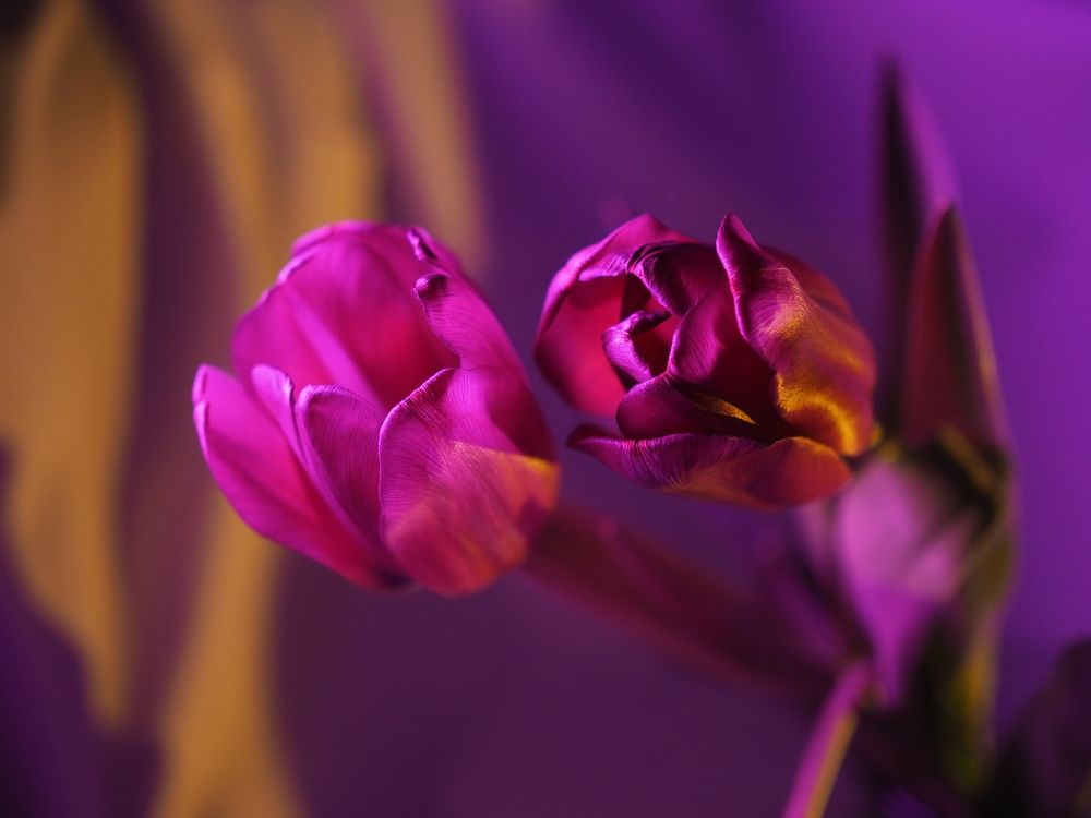 Photograph by Светлана Шибаршина