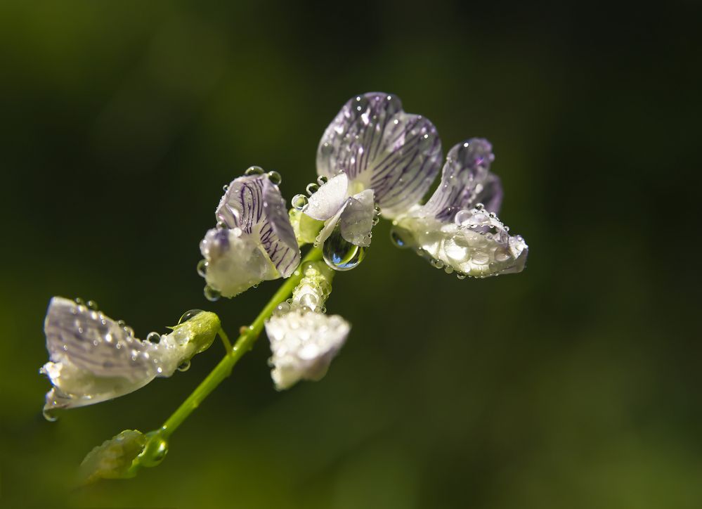 Photograph by Наталья Дроздова