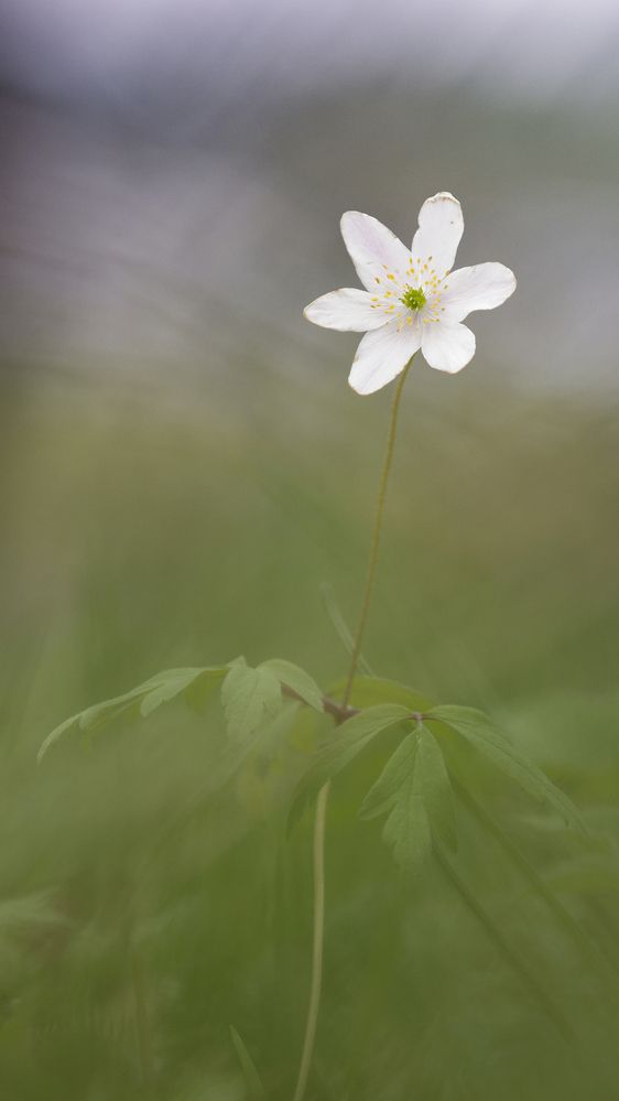 Photograph by Jørgen Hovde