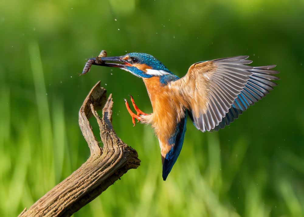Kingfisher