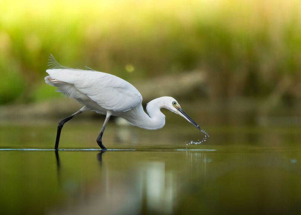 Photograph by Michael Gerhold