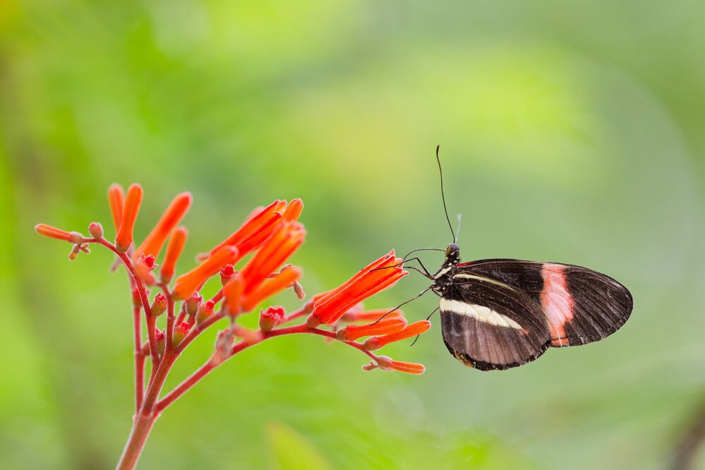 Photograph by Jørgen Hovde