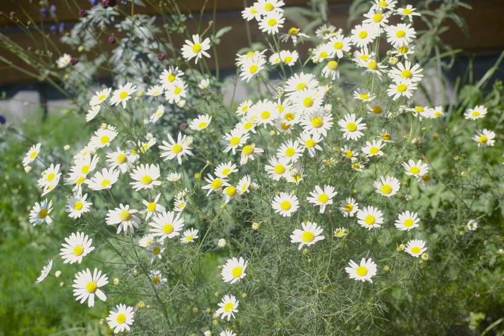 Photograph by Людмила Ваганова