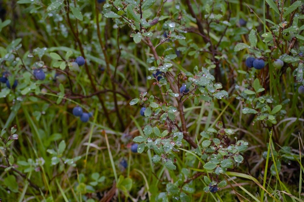 Photograph by Людмила Ваганова