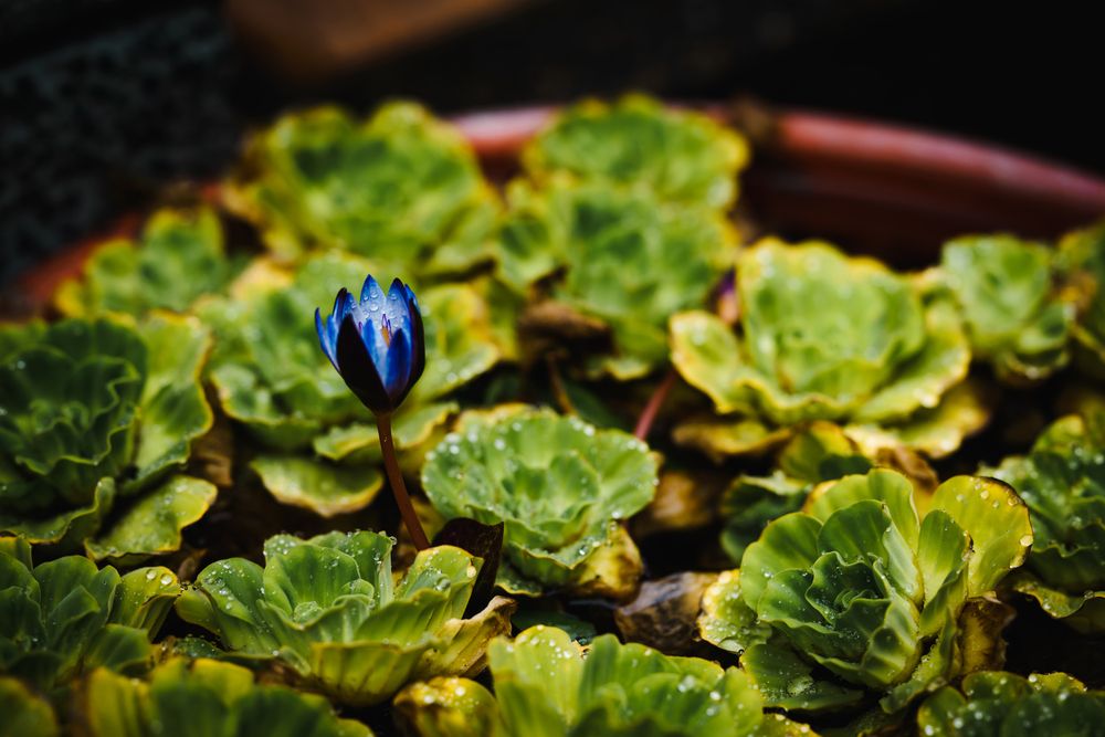 Photograph by answer