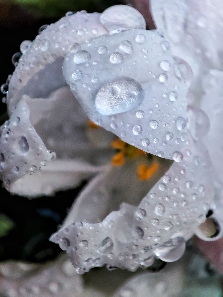 Photograph by Хоменчук Людмила