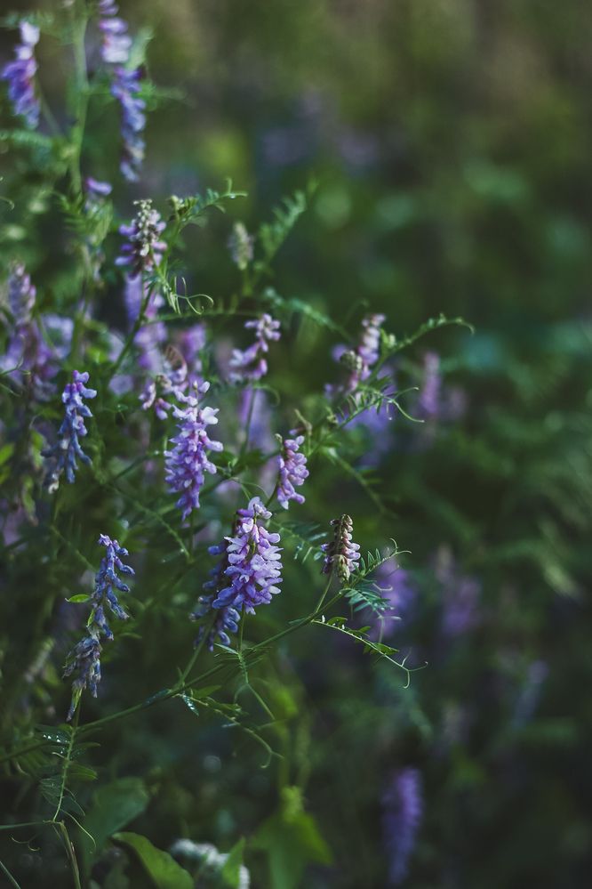 Photograph by Юлия Соболева