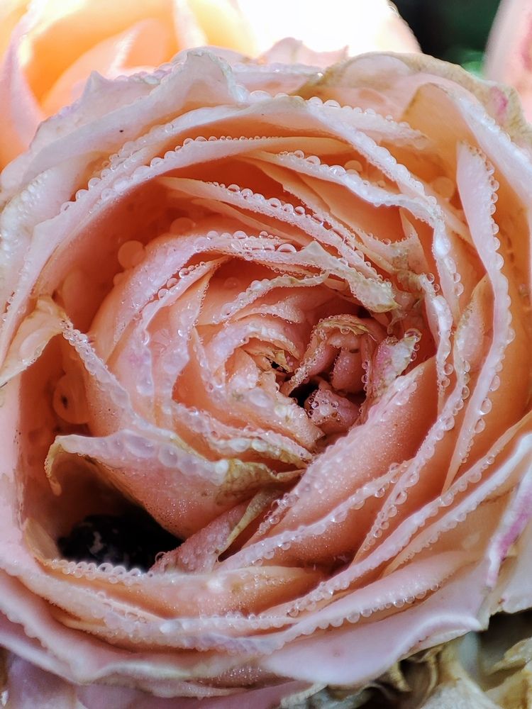 Photograph by Хоменчук Людмила