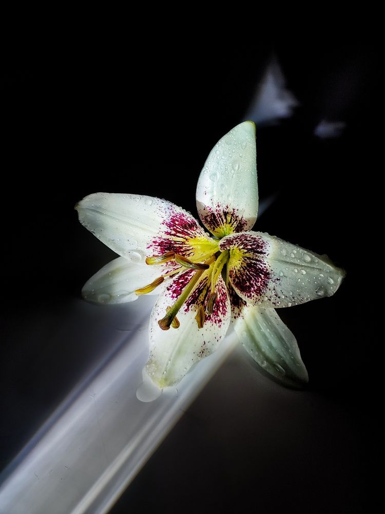 Photograph by Хоменчук Людмила