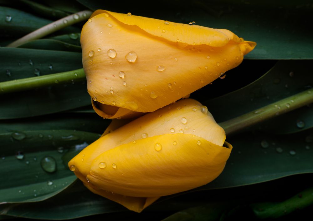 Photograph by Dragan Leles