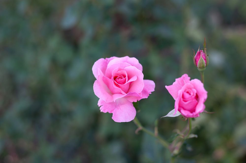 Фотография автора Тагир Должиков