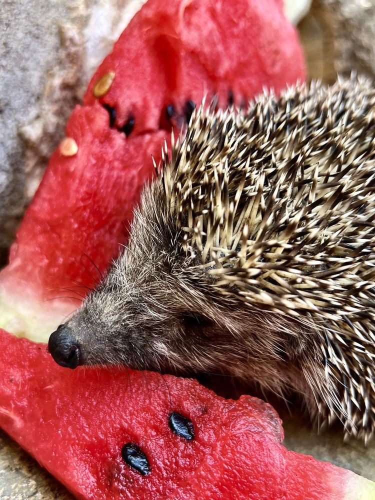 Photograph by Eleni Christogianni