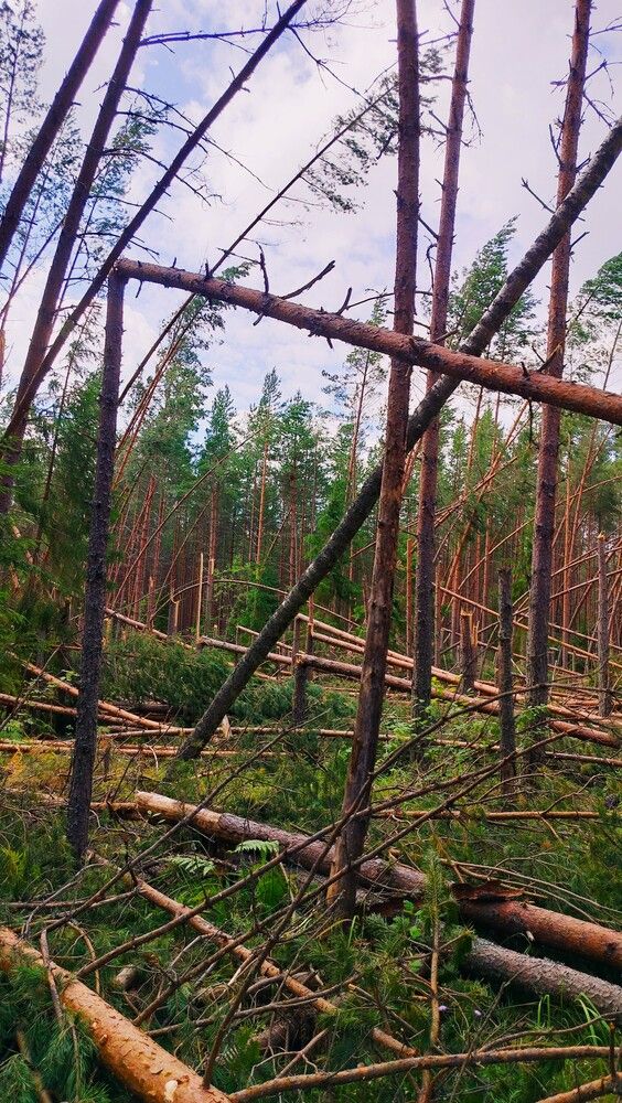 Photograph by Людмила Ваганова