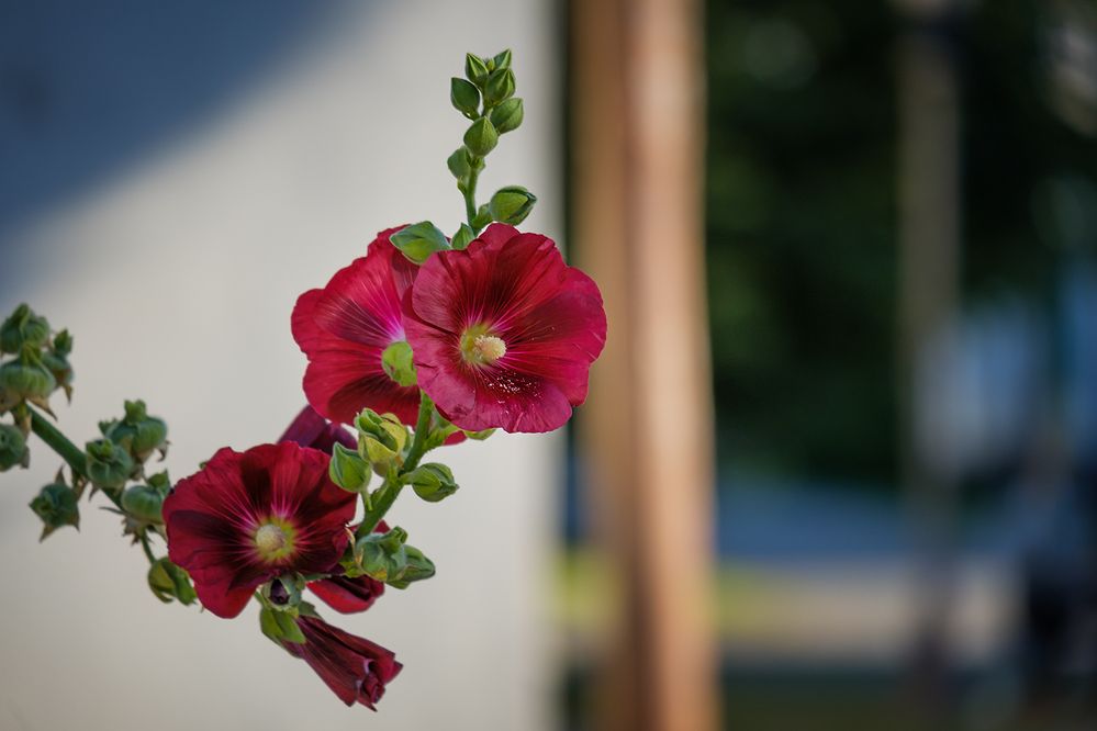 Photograph by Александр Шатохин