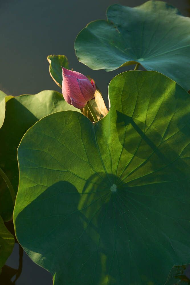 Photograph by Nam Tran Duy