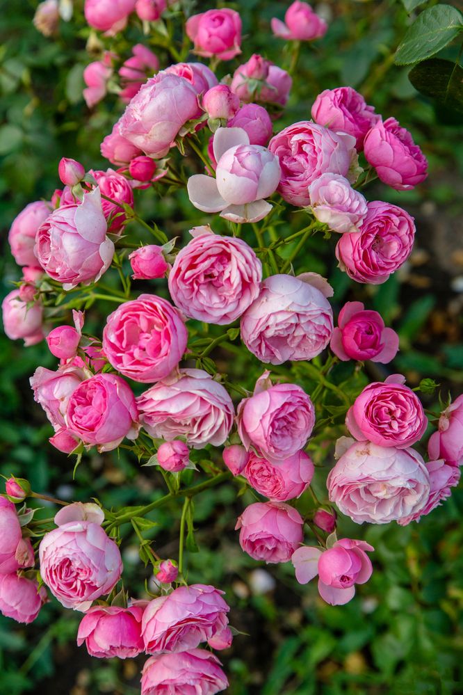 Photograph by Семенов Александр