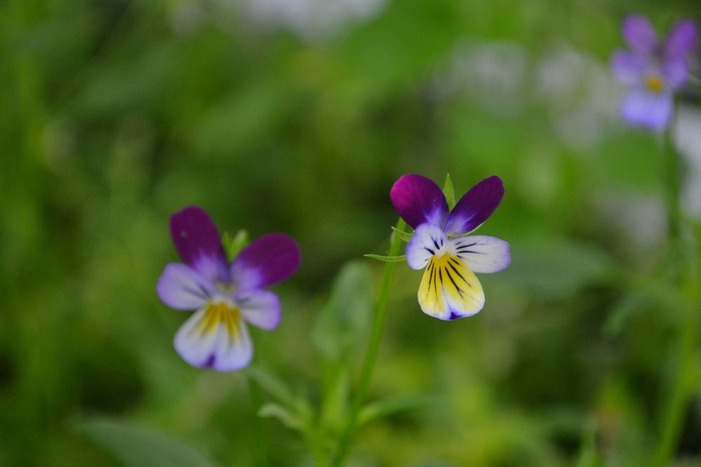 Photograph by Николай Дмитриев