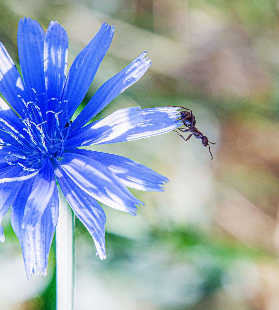 Цикорий и муравей