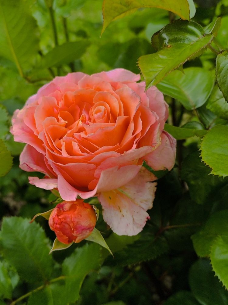 Photograph by Людмила Муравьева